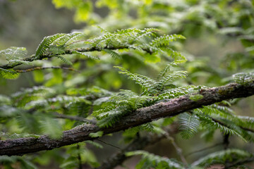 Fototapeta premium Tiny raindrops on redwood leaves.