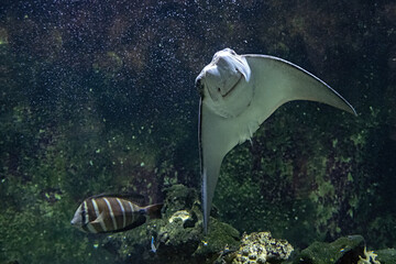 Stingray swimming under the surface. © lapis2380
