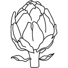 Artichoke Hand Drawn Illustration, doodle