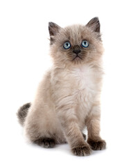 siamese kitten in studio