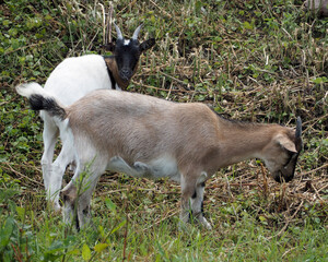 white with red and white with black goats eat grass in the bushes . nature. farm. pet. artiodactyl . two goats