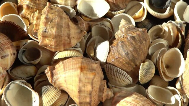 Sea shells on the beach. Summer background. Rapan conch shell top view. Beige light color. Aesthetic minimalism. Nature beauty. Mixed multi colorful seashells. Ocean coast. Seashell sun light