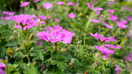 bright pink flowers in the park. nature