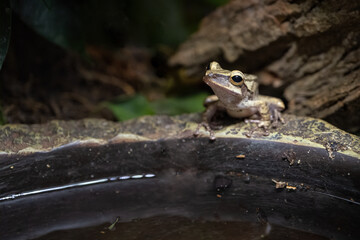 Common flycatcher near the bowl of water in the terrarium.