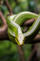 A sharp-nosed viper snake on a branch.