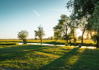 Obraz premium green meadow and high trees near small river backlit in warm evening sunlight
