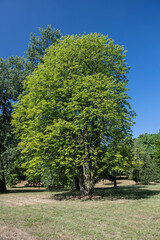 Fototapeta na wymiar Big chestnut tree outdoors in nature.