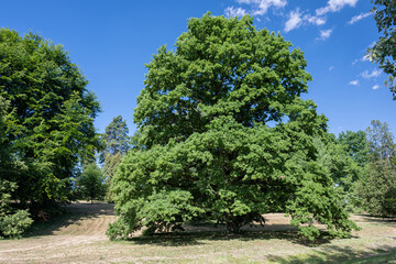 Fototapeta na wymiar Big oak tree outdoors in nature.