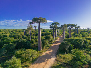 Baobabs forest, Baobab alley , Madagascar
