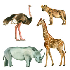 A set of watercolor illustrations. Animals of Africa manually hand -drawn watercolor ostrich, rhino, giraffe, hyena on a transparent background. Suitable for printing on fabric, paper, for magazines.