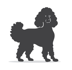 French poodle vector silhouette. Black on white.