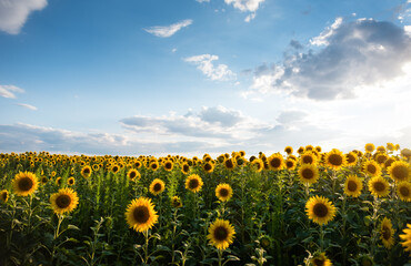 Obraz premium Sunflower field on a sunny day. Endless field covered with lots of sunflowers, cloudy sky in the background. 