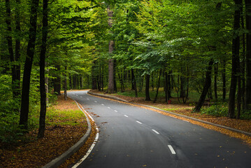 Road through green forest. Winding road through the woods: early autumn in black forest.