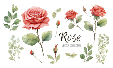 Set of floral elements. Flower red, burgundy, navy pink rose, green leaves. Wedding concept - flowers. Floral poster, invite. Vector arrangements for greeting card or invitation design