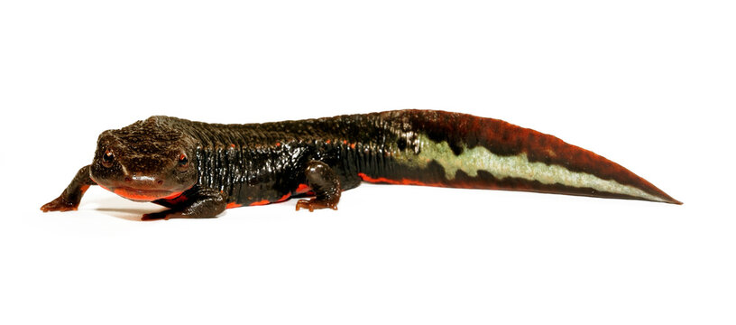 Vietnamese Warty Newt, Tam Dao salamander // Vietnamesischer Warzenmolch (Paramesotriton deloustali)