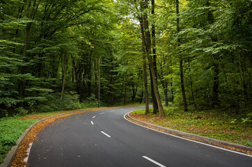 Road turning right in green forest. Winding road though the wood: early autumn in black forest.