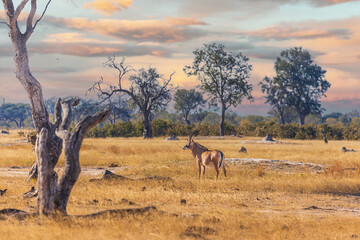 Roan antelope, Hippotragus equinus, in Hwange National Park, Zimbabwe