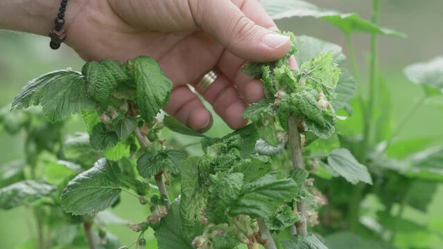 Farmer hands showing aphids infestation on leaves of organic culture