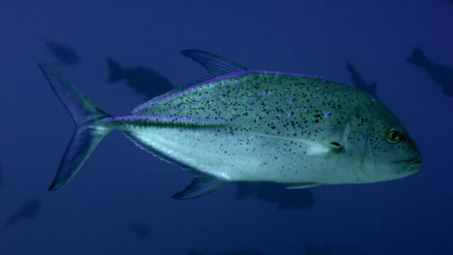 Portrait of the Bluefin trevally, also known as the bluefin jack, bluefin kingfish, bluefinned crevalle (Caranx melampygus), blue ulua, omilu or spotted trevally Maldives, Indian Ocean, slow motion