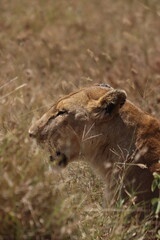 Fototapeta na wymiar leonessa 