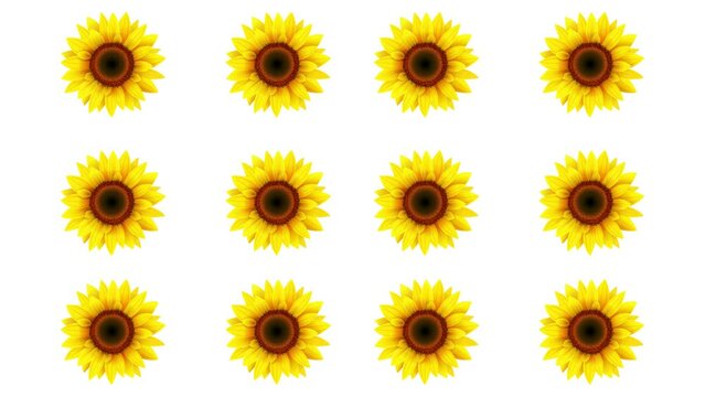 sunflowers blooming and rotating on a white background. The yellow petals open up gradually, revealing the brown center of the flower. The sunflower rotates slowly, showing its beauty