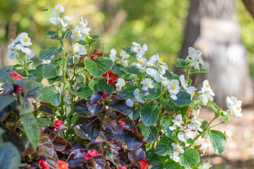 Composition from begonia semperflorens in autumn garden. Red and white flowers everblooming used as...