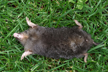A mole lies in the grass on its back with its legs and claws apart. - obrazy, fototapety, plakaty