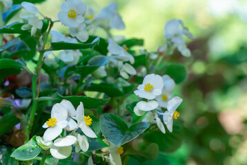 Composition from begonia semperflorens in autumn garden. White flowers everblooming used as decorative foliage and colorful wax plants. Flowerbed vibrant floral background. Landscape design.