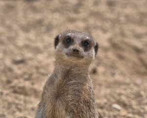 Slender-tailed meerkat keeping a lookout for danger.