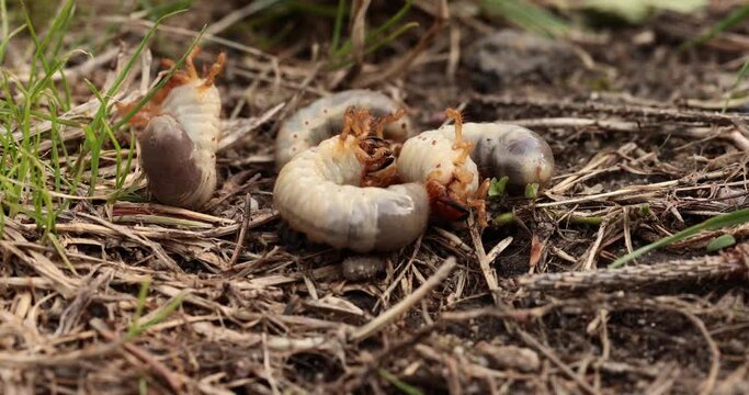 Grubs. May beetle larva. Agricultural pest.