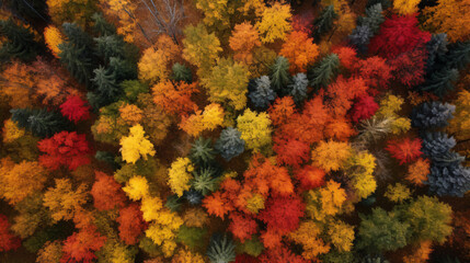 Fototapeta na wymiar Stunning Aerial Photo of Colorful Autumn Forest - Great for Nature-themed Websites