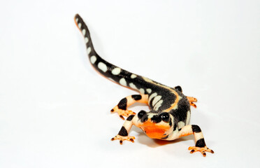 Fototapeta premium Luristan newt, Kaiser's mountain newt // Zagros-Bergbachmolch (Neurergus kaiseri)