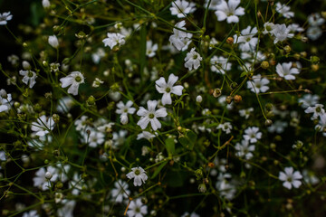 White baby breath flowers growing in an outdoor garden space. Small white flowers.