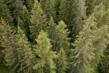 aerial view of a silver fir forest in Trentino
