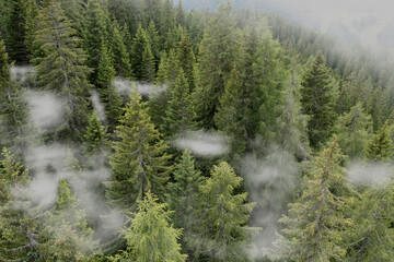 aerial view of a forest shrouded in fog in Trentino