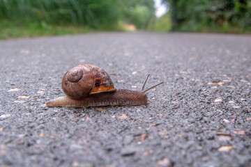 Snail crossing the road