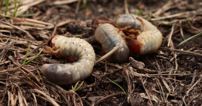 Grubs. May beetle larva. Agricultural pest.