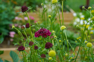 Blooming scabiosa flowers. Flowers in an outdoor garden.