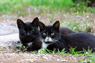 Two young black with white spots lying on the grass