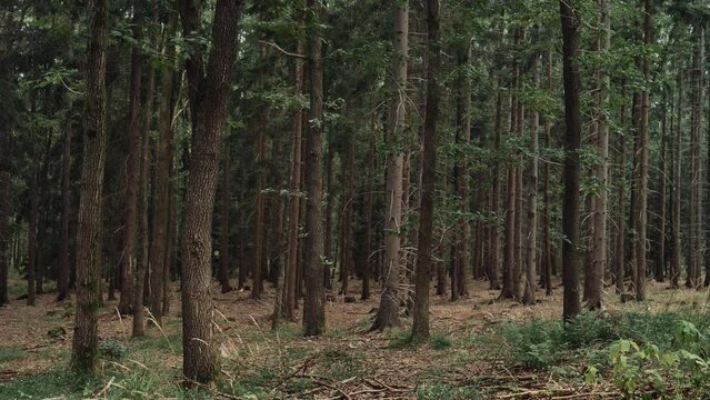 Pine tree trunks in summer forest, Lower Silesia, Poland