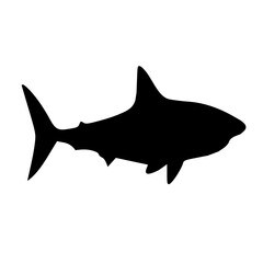 shark isolated on white