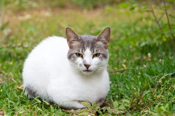 White spotted cat sits on a grass meadow