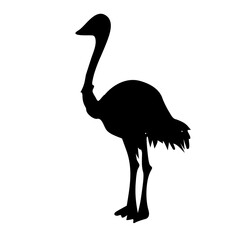 ostrich silhouette isolated on white