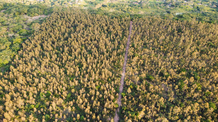 Vis&atilde;o a&eacute;rea de um campo de &aacute;rvores de eucalipto captada do alto por um drone no Cear&aacute;. 
