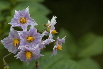 Discover Solanum flowers: captivating blooms, vibrant colors, and essential pollination. Nature's floral wonders in a mesmerizing display
