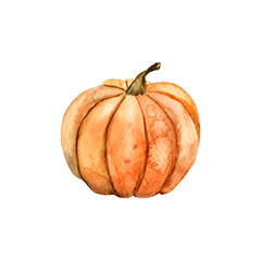 .Watercolor pumpkin illustration. Vegetable hand drawn illustration with juicy pumpkin. Harvest. Design element for autumn festival, Thanksgiving day, Halloween