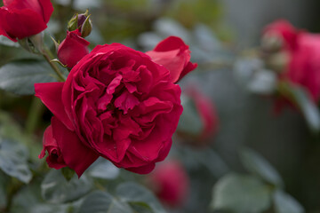 A red rose with a bokeh background of green leaves is a symbol of love, beauty, and nature. The red rose is a traditional symbol of love, and the green leaves represent nature.