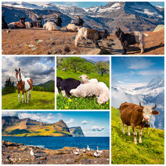 Summer collage. Set of beautiful summer landscapes arranged in a square. Wonderful outdoor scene of great mountains, green meadows and amazing seascape.