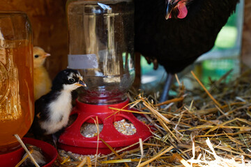 Young, baby chickens by their feeder in a chicken coop. Black Australorp hen also in coop.