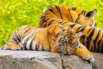 Fototapeta na wymiar Tiger in Zoo.